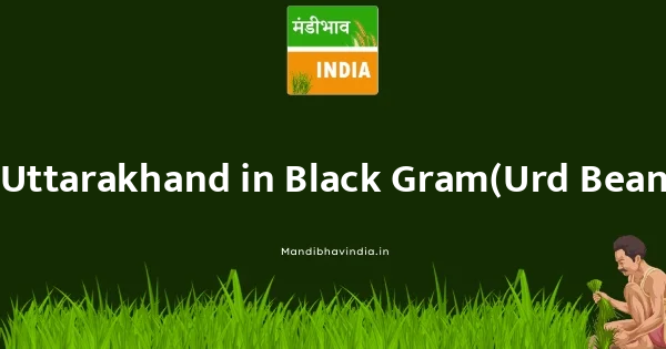 Black Gram(Urd Beans)(Whole) भाव